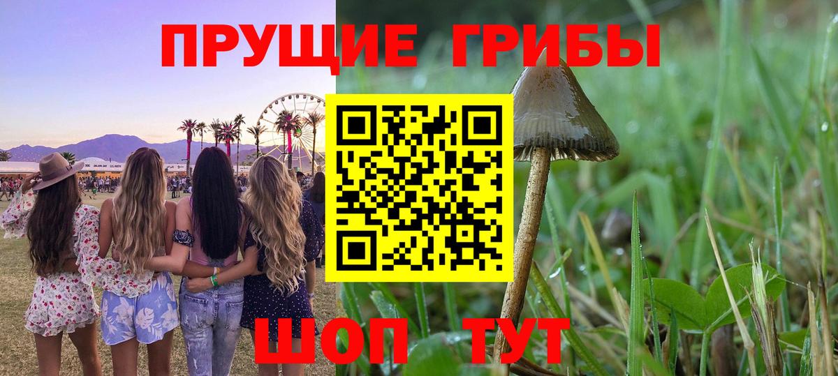 Галлюциногенные грибы мицелий  Вход с VPN  Железногорск  Псилоцибиновые грибы Psilocybine cubensis 